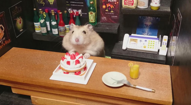 hamster bar