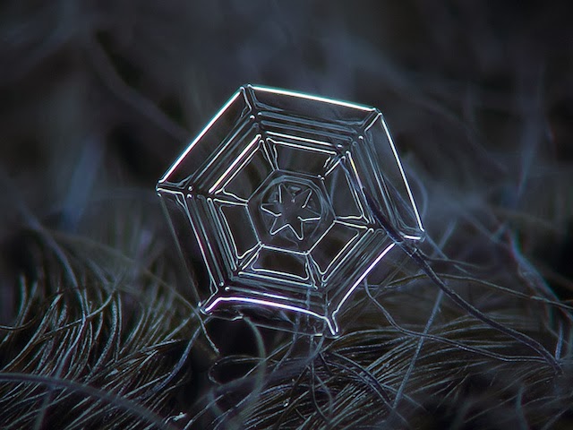 snowflakes closeup