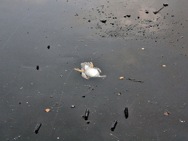 Norwegian man saves duck in ice