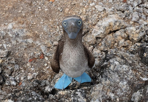 blue footed booby baby