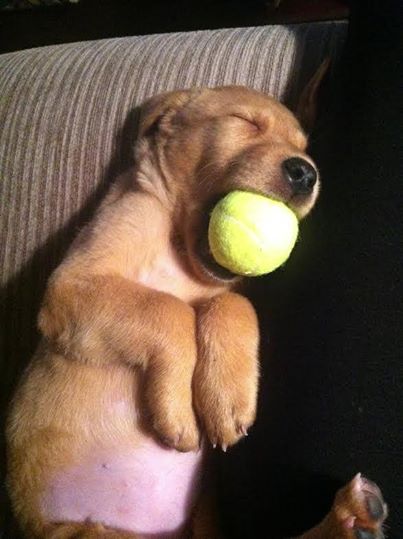 puppy sleeping with tennis ball in mouth