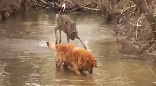 dancing retriever