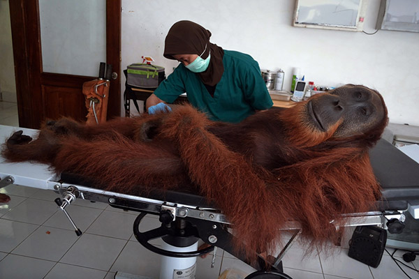 Orangutan given human rights