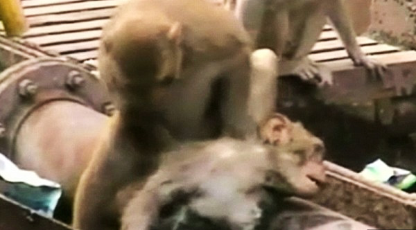 monkey saves friend train tracks