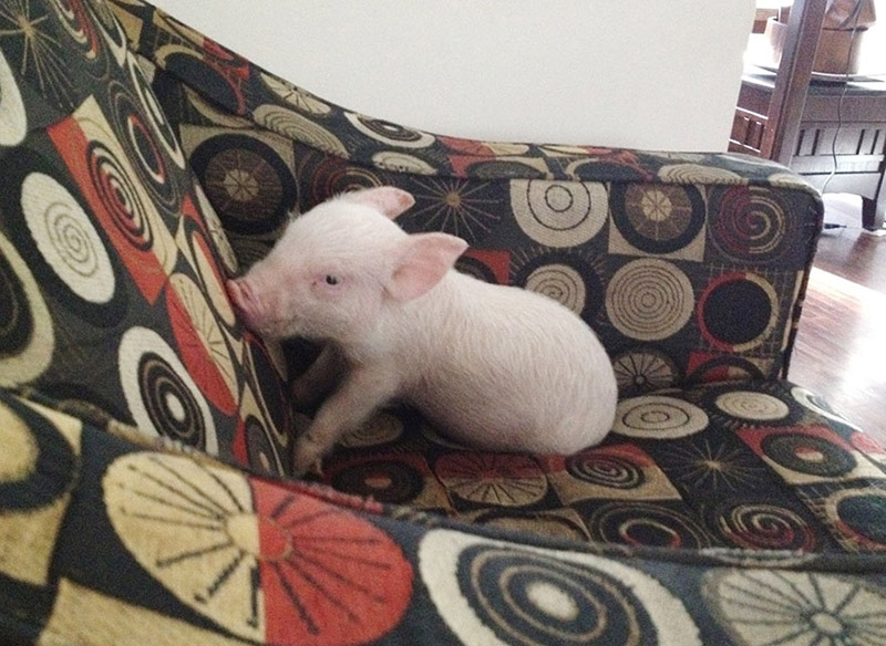 micro pig turned out big pig