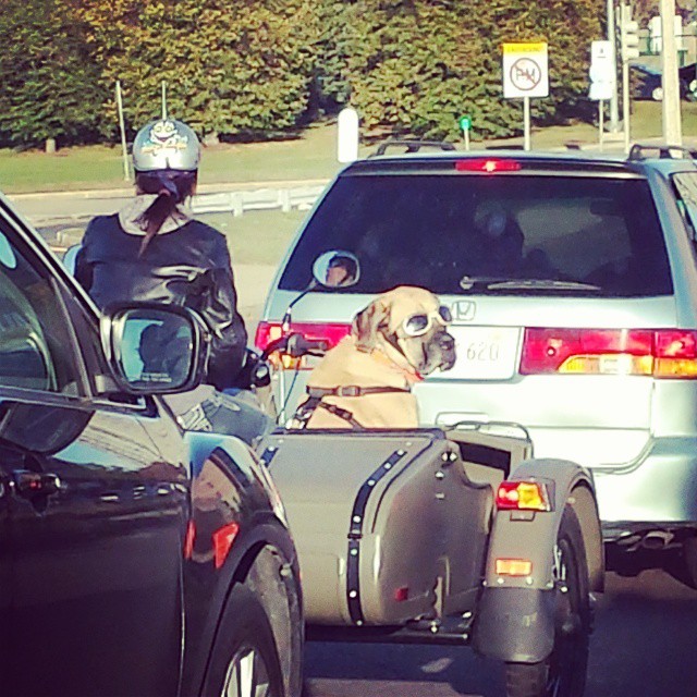 dog in traffic