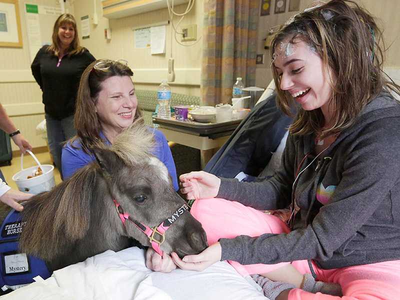 mini horse therapy