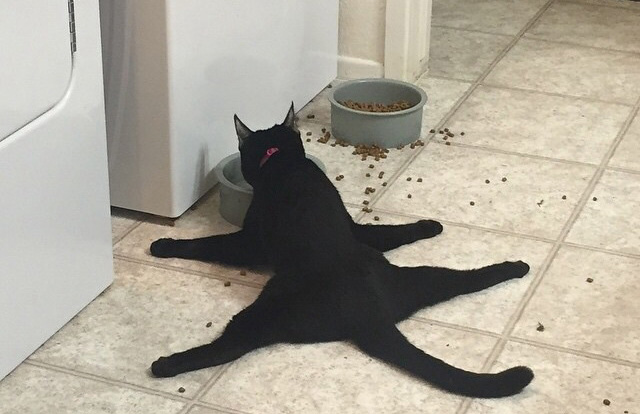 cat drinking water spread out legs