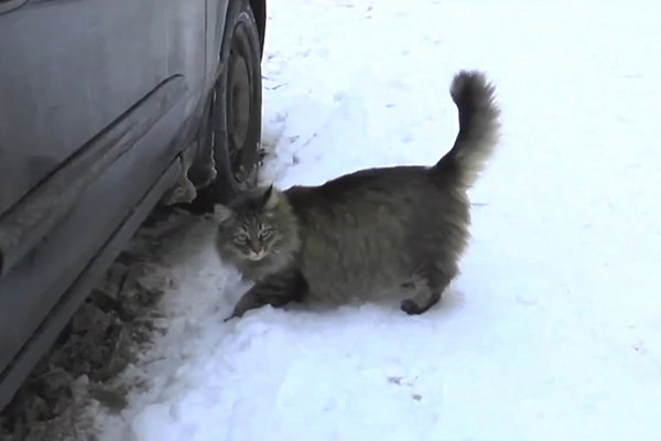 cat saves baby from freezing