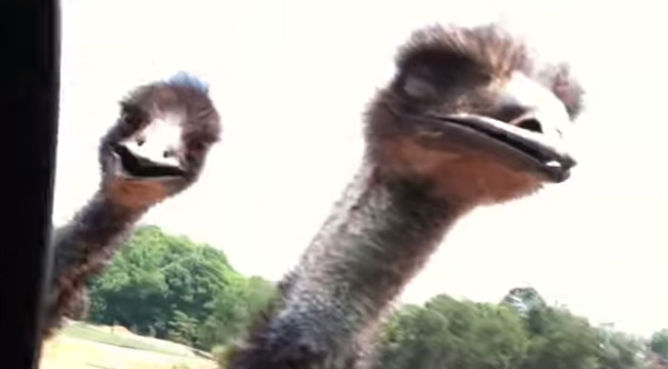 I Can't Stop Laughing At What This One-Eyed Emu Does On A Petting Safari