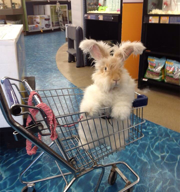 Fluffy Rabbit in a Shopping Cart in Pet Store