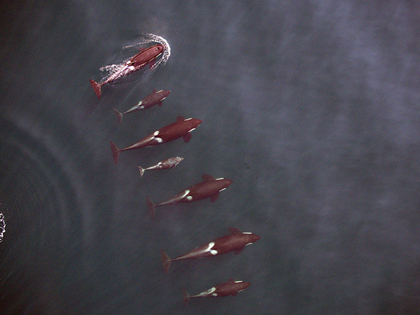 group of orcas from above