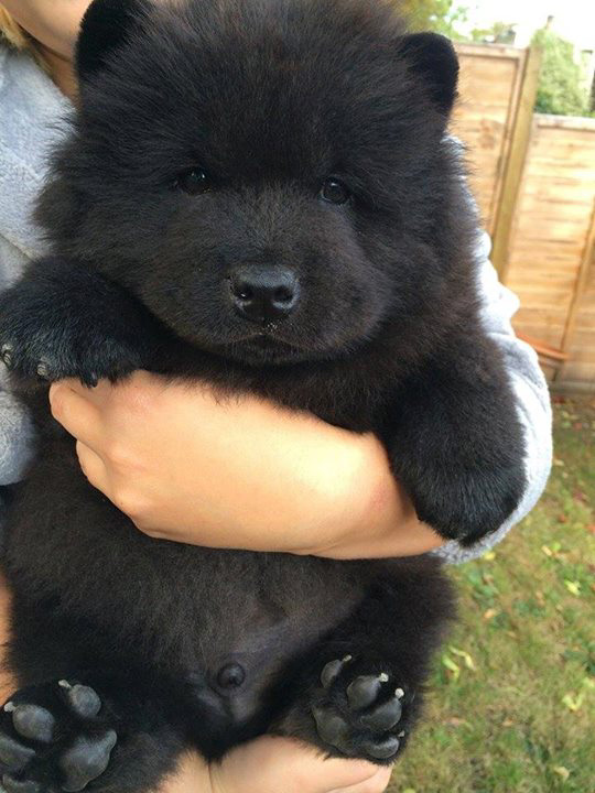 chow chow teddy bear