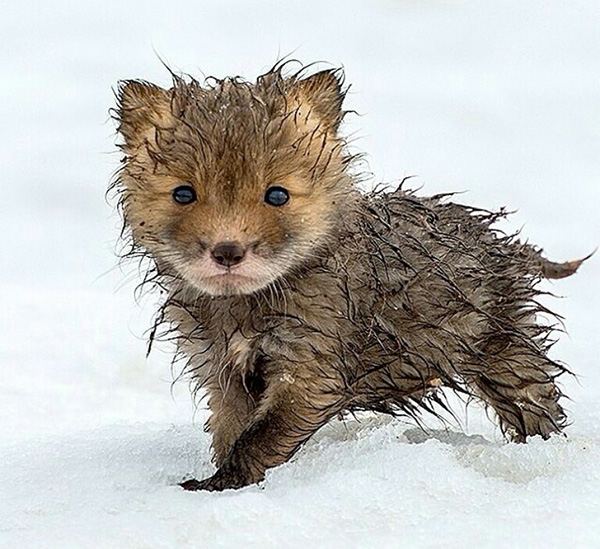 winter little fox
