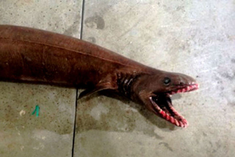 prehistoric shark caught australia