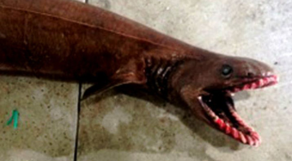 prehistoric fish caught