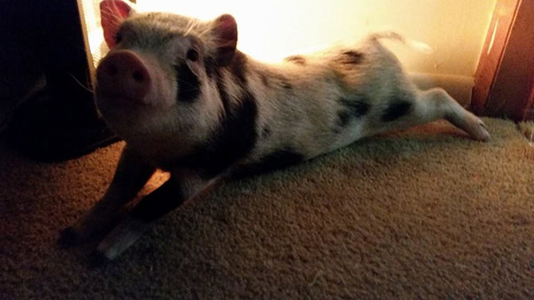 pig sliding down sidewalk on ice