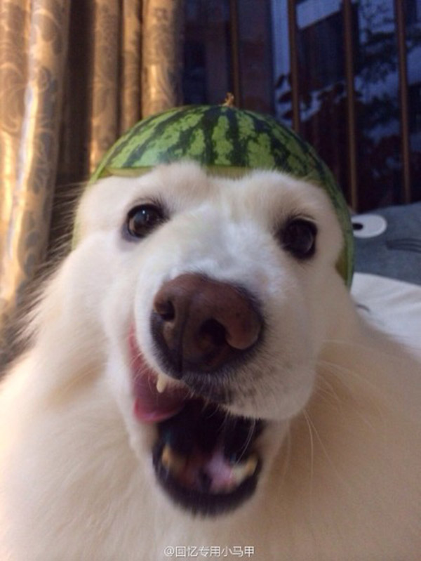 cat and dog fruit helmets