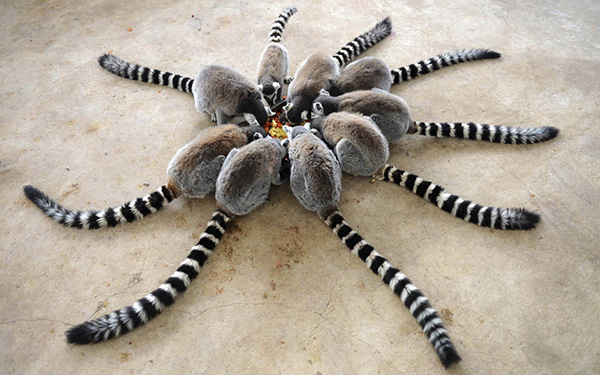 circle of ring tailed lemurs