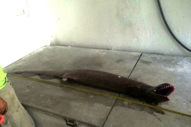 prehistoric shark caught australia