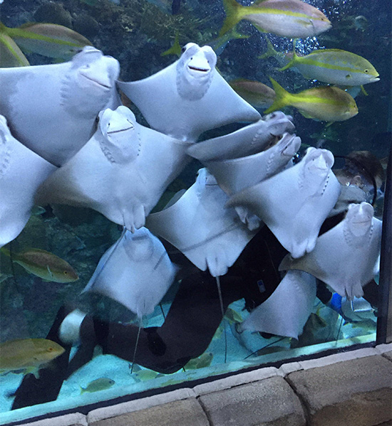 stingrays smiling