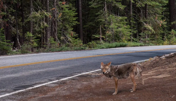 land bridges for animals