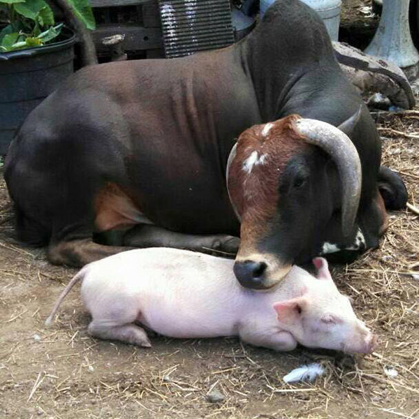 bull and pig best friends