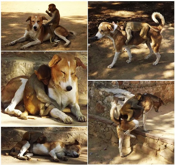 monkey and dog friends