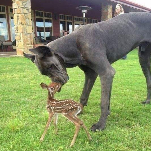dog and baby deer