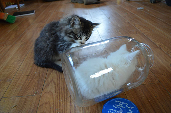 kitten likes to hide in jar