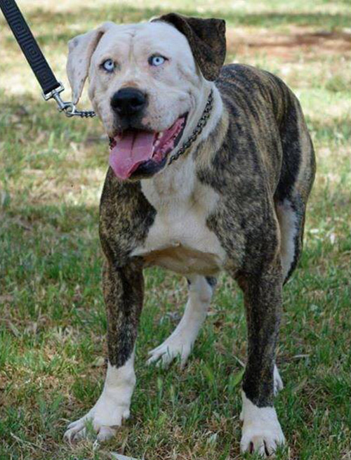 dog John Travolta