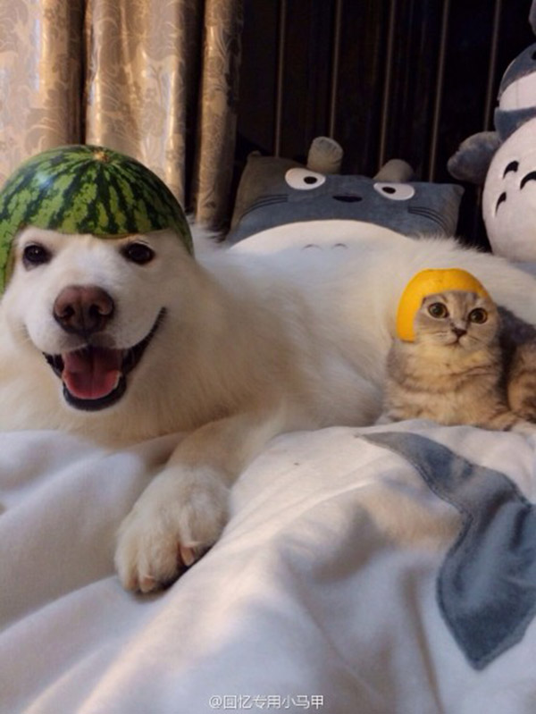 cat and dog fruit helmets