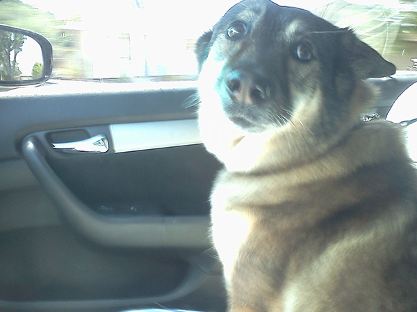 dogs realize theyre going to the vet