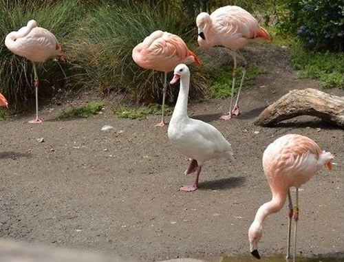 goose trying to flamingo