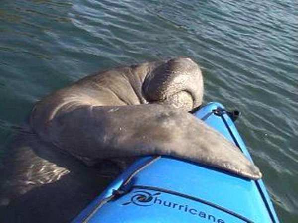 manatee hugs kayak