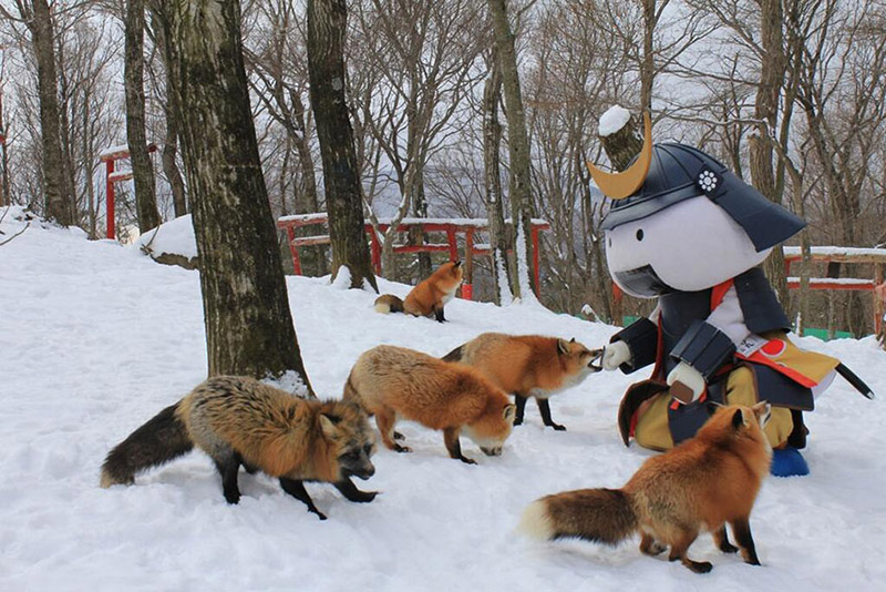 There's A Place Where Hundreds Of Wild Foxes Are Waiting For You To