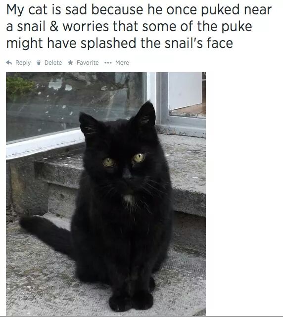 These Hilarious Tweets Explain Why This Cat Is Always Sad