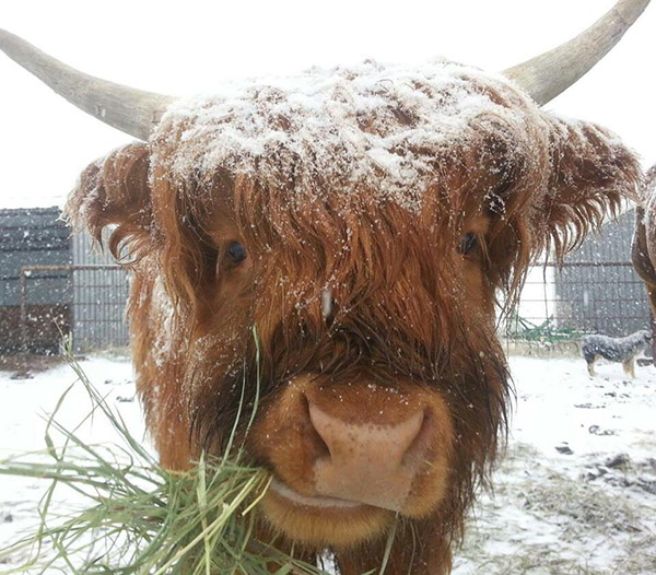 The cutest bulls are in Scotland