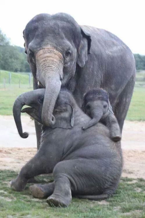 elephant family photo