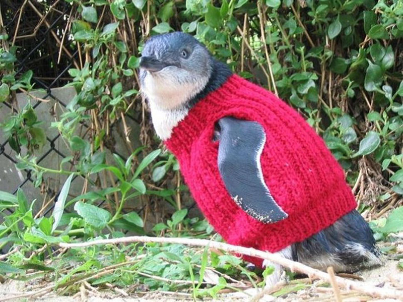 man knits penguin sweaters