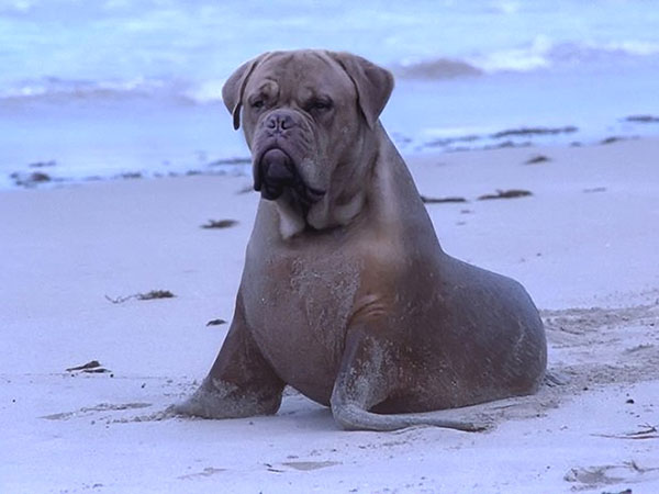 Image result for animal mashup