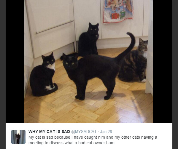 These Hilarious Tweets Explain Why This Cat Is Always Sad