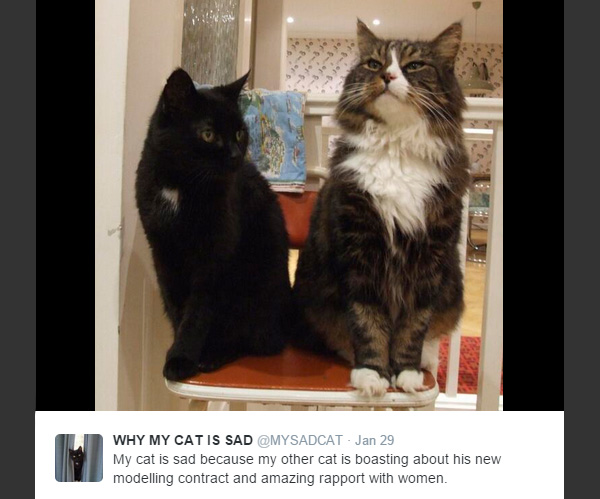 These Hilarious Tweets Explain Why This Cat Is Always Sad