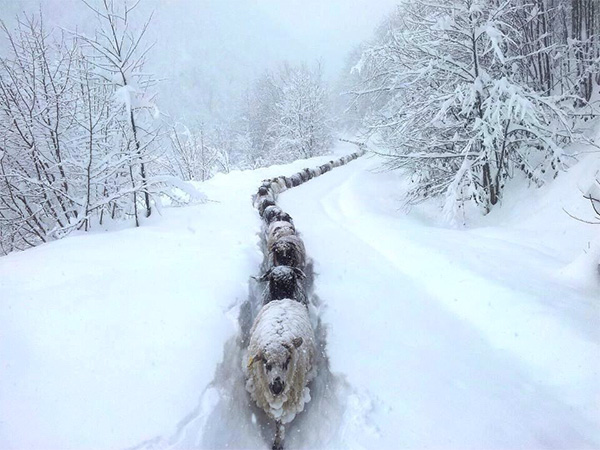 sheep snow trail