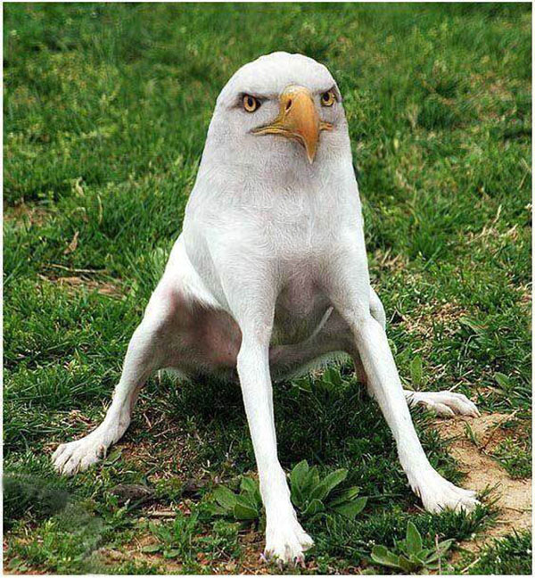 28 Adorable And Frightening Animal Mashups From A Parallel Universe 28 Adorable And Frightening Animal Mashups From A Parallel Universe