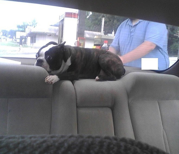 dogs realize theyre going to the vet