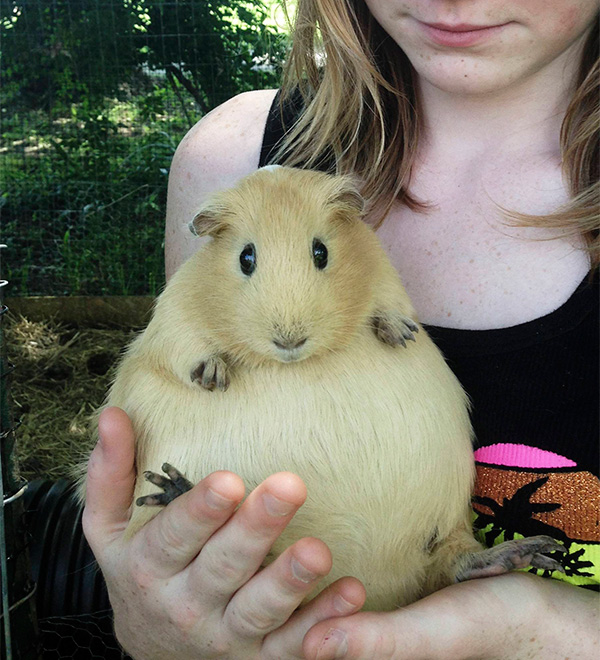 pregnant guinea pig