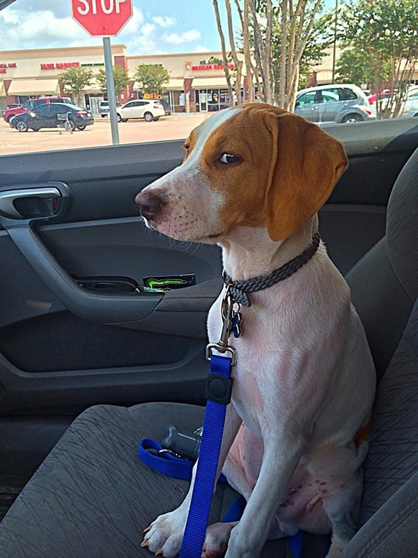 dogs realize theyre going to the vet