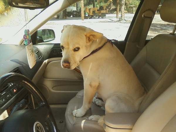 dogs realize theyre going to the vet