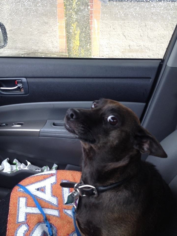 dogs realize theyre going to the vet